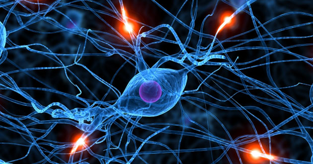 Nerve cell