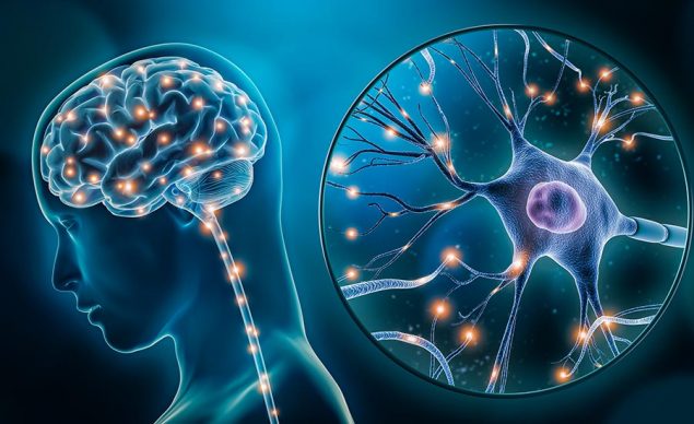 Hero image showing the brain and a neuron. Image used in the “Autonomic Vs. Somatic Nervous System Explained” blog post.