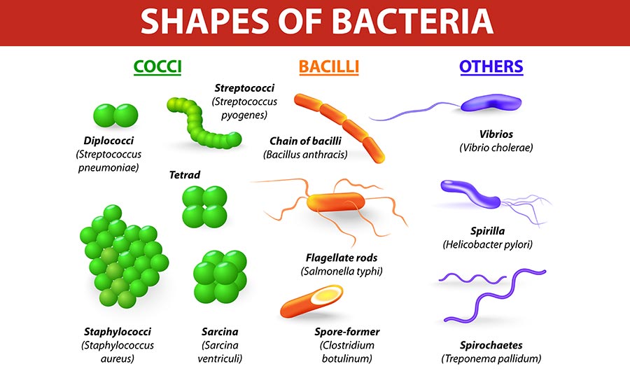Stock image depicting bacteria types.