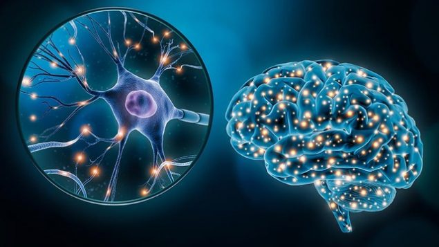 Stock photo illustrating the brain and a neuron. Image used in the “What Is A Neuron? Meet Your Brain's Messengers!” blog post.​