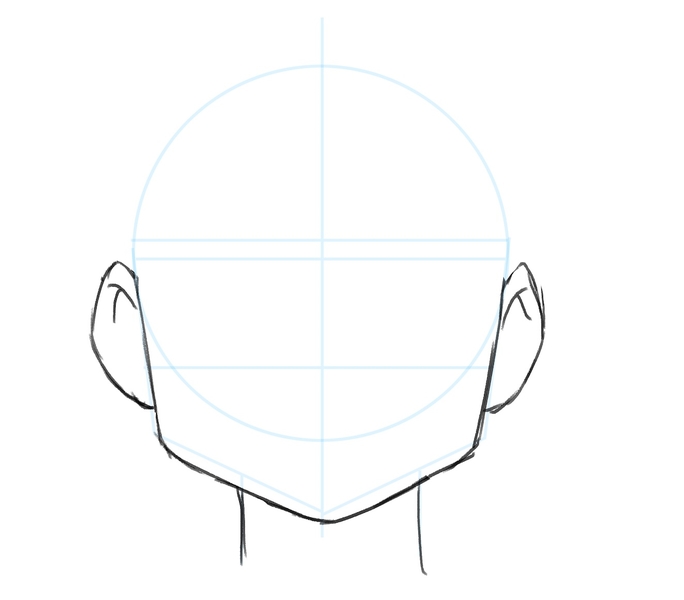 Illustration of the ears.​