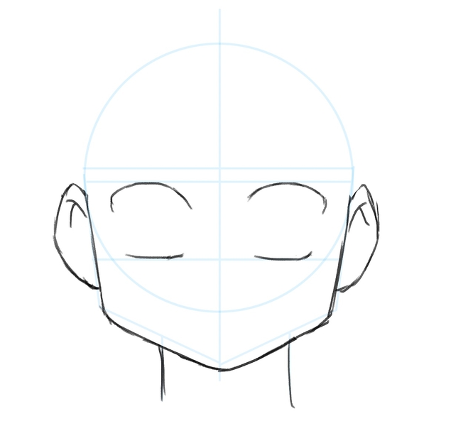 Illustration of the eyelids.​