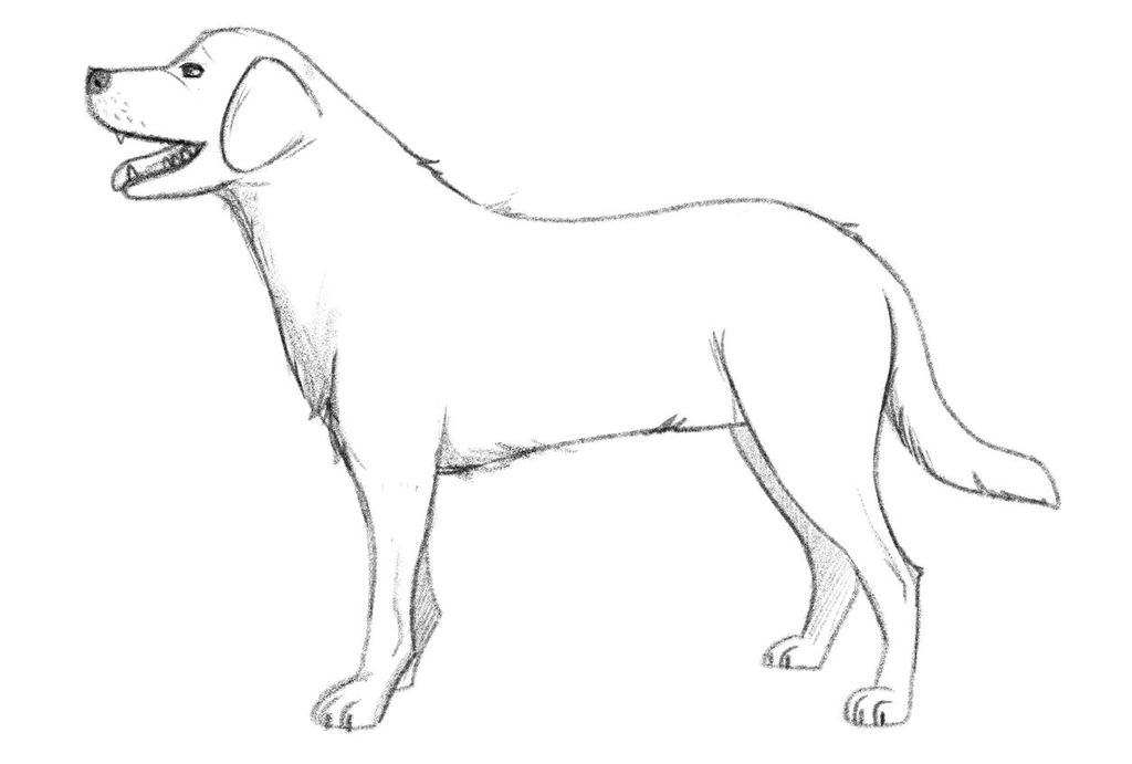 Finished illustration of a dog.