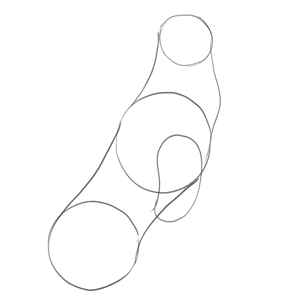 The kidney-bean like shape is added to the sketch starting at the middle of the chest circle; it’s pointed downward to represent the wolf’s front right thigh. ​