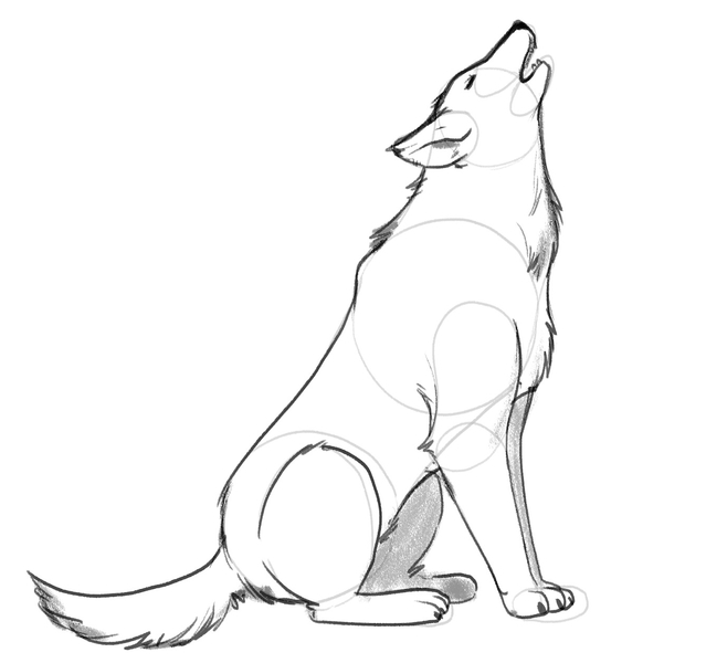 The wolf’s left legs are shaded. ​