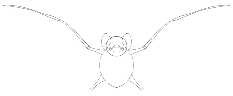 The rest of the bat’s arms is added to the sketch.​