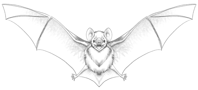 The bat drawing is shaded and finished.​
