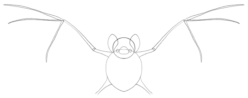 Bats’ fingers are all in place.​