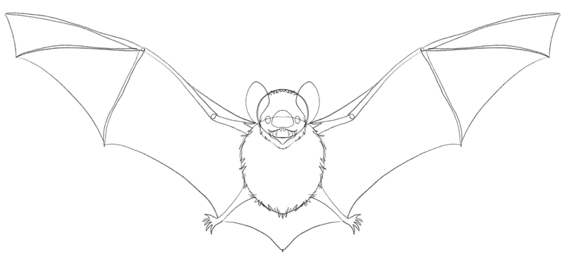Bats’ fur and teeth are added to the sketch.​