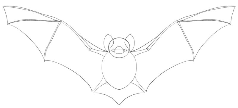 Bats’ wings are drawn by connecting its body extremities.​