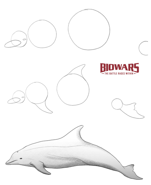 A collage of three images depicting the process of drawing a dolphin. Image used in the “Dolphin Drawing Beginner’s Guide [6 Steps + Video]” blog post.​