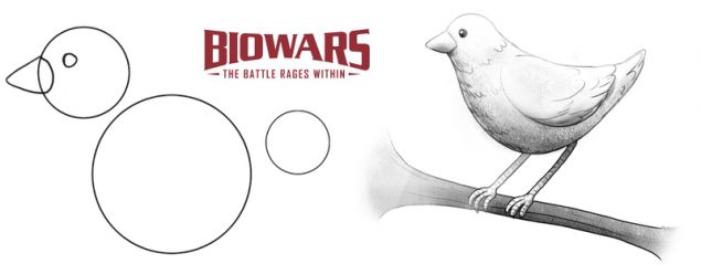 A collage of two images used to depict the steps to drawing bird. Image used in the “Bird Drawing Guide For Beginners [5 Steps, Video + Images]” blog post.​