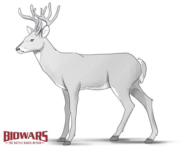 A custom image showing a the finished drawing of a deer. Image used in the “Deer Drawing Guide: 8 Steps For Beginners [Video + Images]” blog post.​