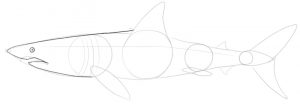 Shark’s head outlined with a pupil added inside the eye.​