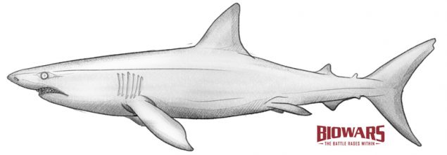 Finished shark drawing with the BIOWARS logo below its tail. Image used in the “Shark Drawing In 4 Steps [A Guide For Beginners]” blog post.​