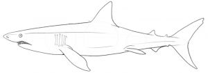 Finished shark outline.​